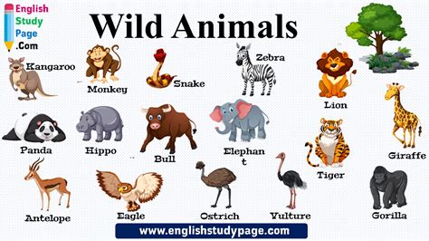 16 Wild Animals Names in English - English Study Page