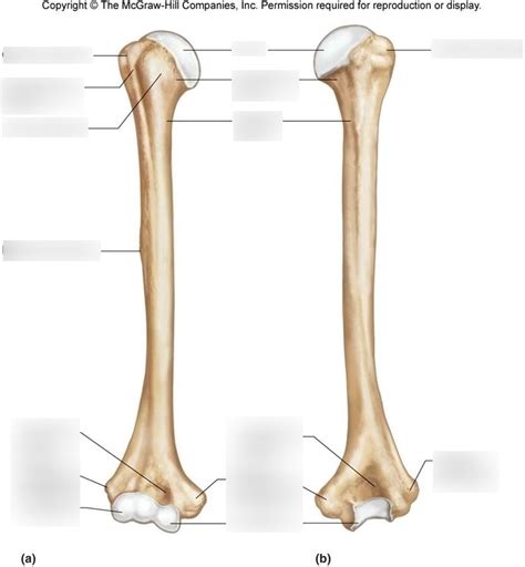 Humerus Labeling Quiz