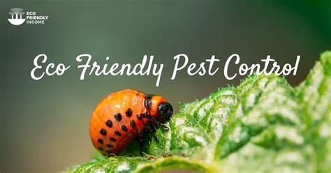 11 Eco Friendly Pest Control Alternatives that Work