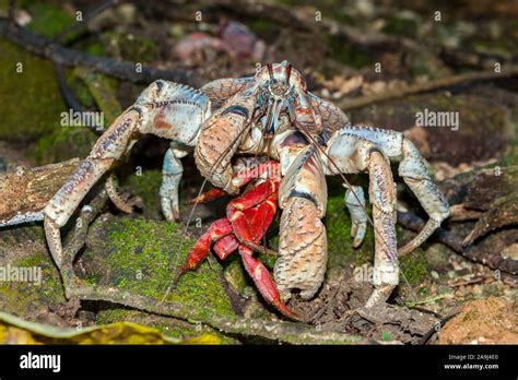 coconut crab, robber crab, or palm thief, Birgus latro, feeding on Christmas Island red crab ...