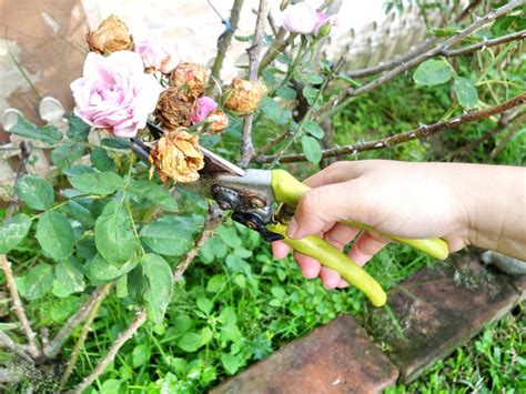 Deadheading Roses: How To Deadhead Roses For More Blooms | Gardening ...