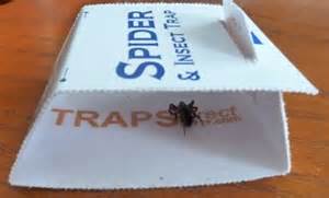 Green Spider Trap - Improved design, safe, non-toxic for spiders and insects: sleep soundly