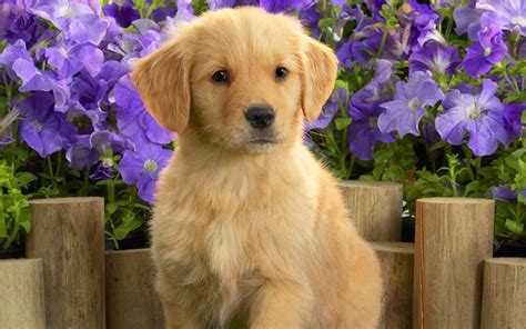 Puppy Golden Retriever Wallpaper