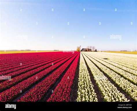 Aerial drone flying over beautiful colored tulip field in Netherlands ...