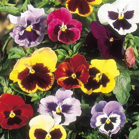 Pansy 'Giant Fancy Mix' - Seeds | Suttons