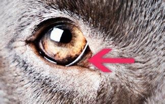 What Is That?! - Third Eyelid | Clarendon Animal Care