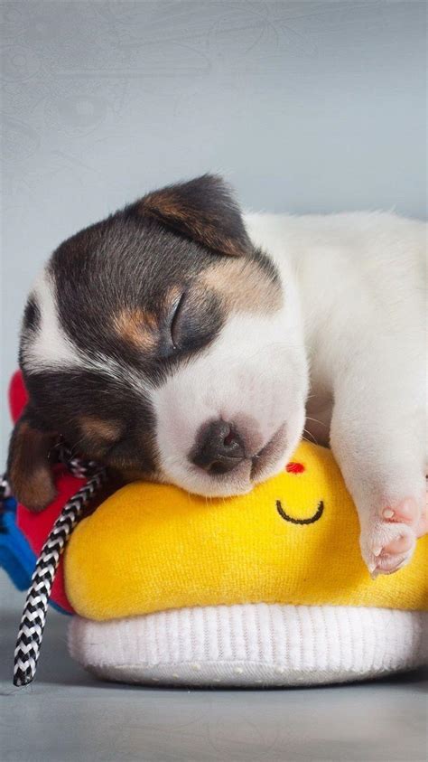 Puppy Sleeping Wallpapers - Top Free Puppy Sleeping Backgrounds ...