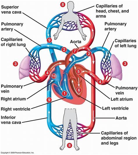 describe the double circulation in human body.why is it necessary ...