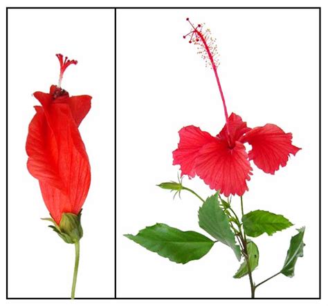 Gumamela / Hibiscus rosa-sinensis Linn. / HIBISCUS, CHINA ROSE Philippine Medicinal Herbs ...