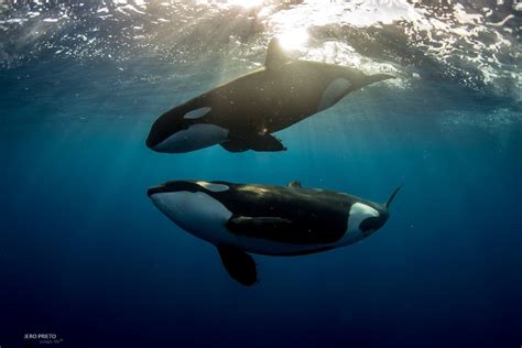 Pin by Gardengirl on Pelagic Life | Killer whales, Whale, Orca