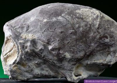 Mummified heads reptilian type discovered near Nasca / Alien Project