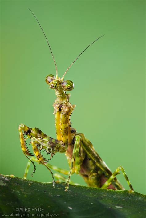 Praying mantis {Mantodea} with moss-like markings that camouflage it in its rainforest ...