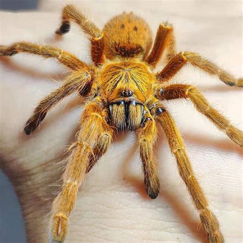 Pterinochilus murinus (Orange Baboon Tarantula, OBT) for sale ...