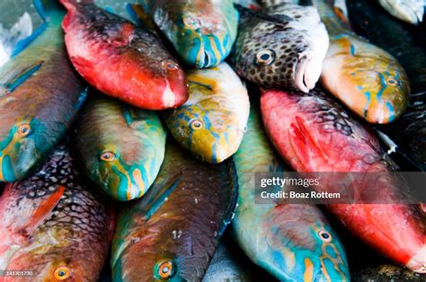 Colorful Edible Fish High-Res Stock Photo - Getty Images