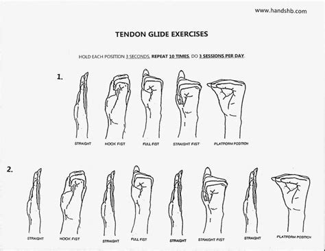 Printable Tendon Gliding Exercises