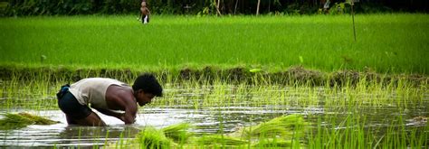 BRRI-IRRI launch project to develop new rice varieties for wetland rice ecosystem ...