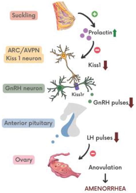 Lactational Amenorrhea: Neuroendocrine Pathways Controlling Fertility and Bone Turnover