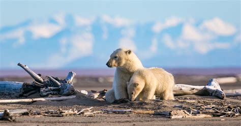 Cambiamenti climatici, caldo da record in Alaska: 20 gradi sopra le medie stagionali