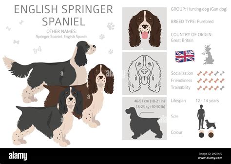 English springer spaniel clipart. Different poses, coat colors set ...