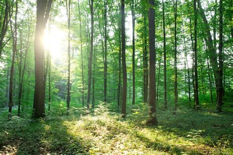 Premium Photo | Forest trees. nature green wood sunlight