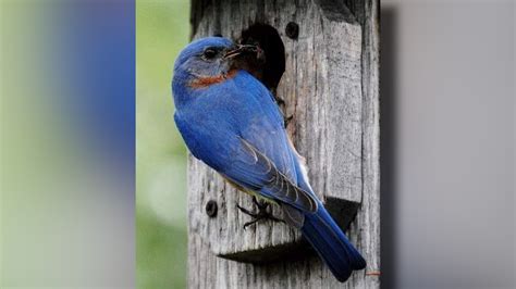 Spring 2023 brings prime birding season for SoKY - WNKY News 40 Television