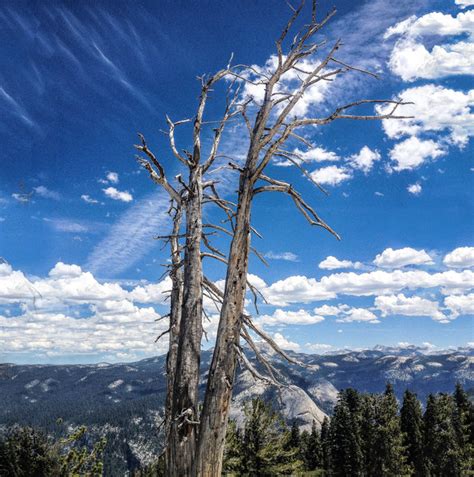 Spindly trees at altitude.