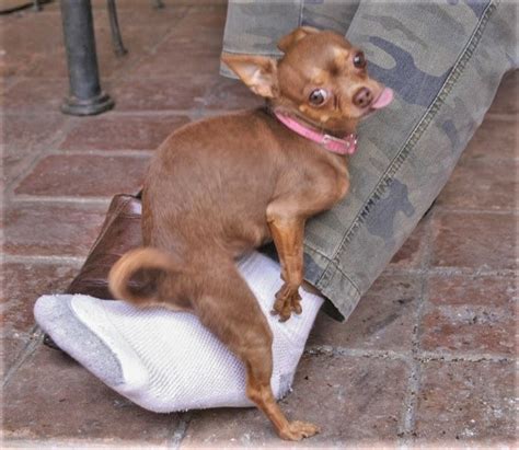 Chihuahua humping man's leg Blank Template - Imgflip