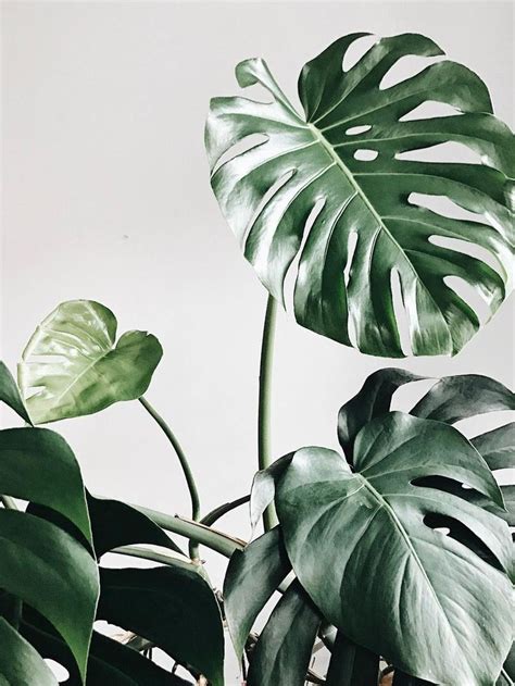 Pin by Evgeniya Belkova on Plants | Plant wallpaper, Plants, Plant ...