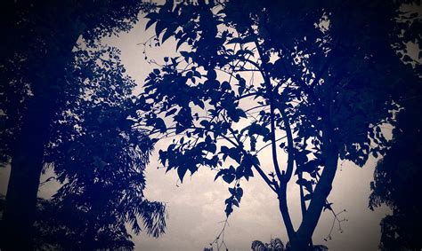 2560x1440 wallpaper | silhouette of tree | Peakpx