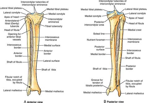 Lower leg: anterior and posterior view of tibia and fibular with detailed bony landmarks ...