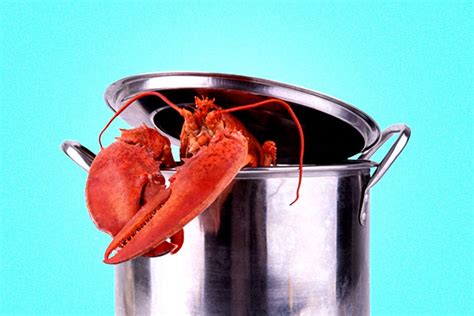 Why Are We Still Boiling Lobsters Alive? – MEL Magazine