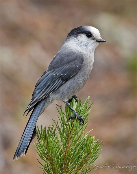 Gray Jay | Gray jay, Beautiful birds, Pet birds