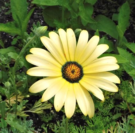 Phlowers – African Daisy – MINDING MY P'S WITH Q