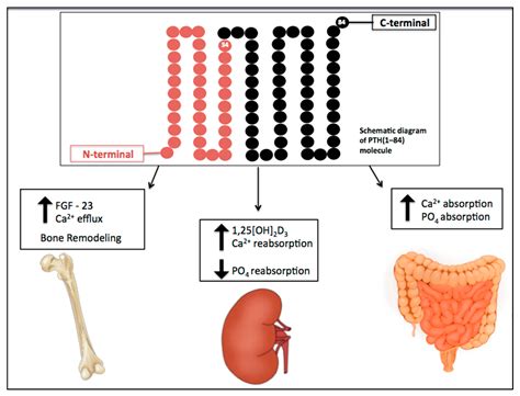 Toxins | Free Full-Text | Parathyroid Hormone: A Uremic Toxin