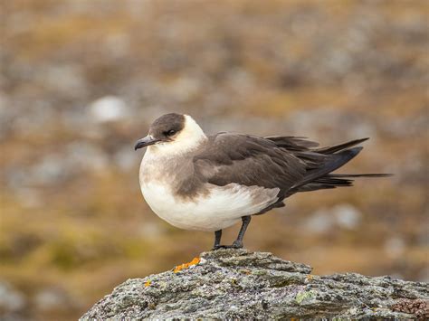 Arctic Skua Bird Facts (Stercorarius parasiticus) | Bird Fact