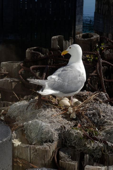 Seagull nesting at the Bremerton ferry dock. Shot with a Sony RX100m6 ...