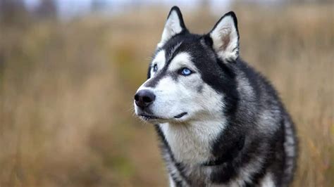 Siberian Husky Behavior | Siberian Husky Training Tips