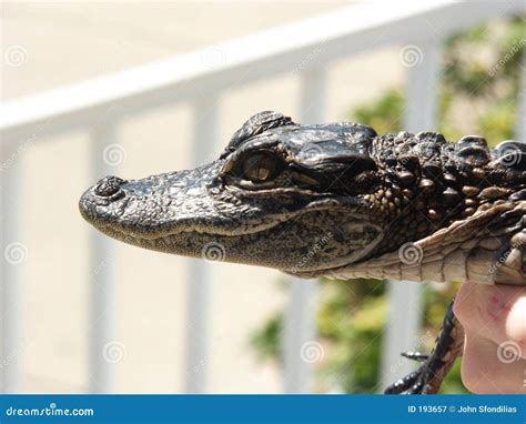 Baby Gator stock image. Image of lizard, baby, freshwater - 193657