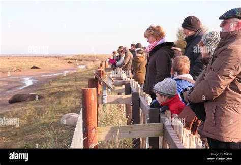 Visitors to Donna Nook Nature Reserve in Lincolnshire witness grey seal pups and their mothers ...