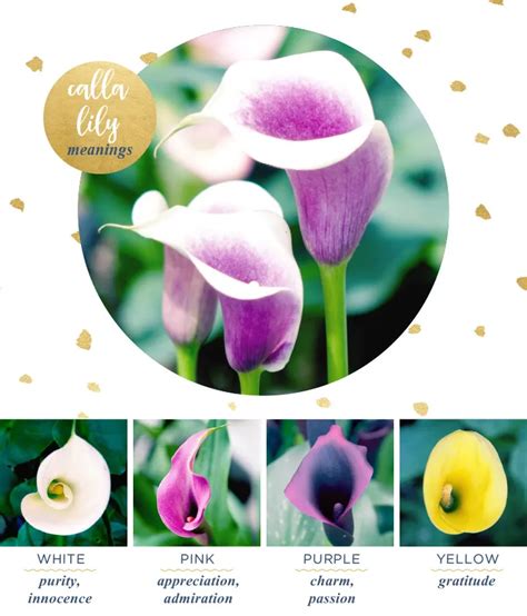 Calla Lily Meaning and Symbolism - FTD.com