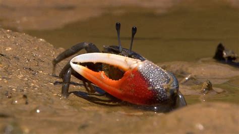 Can Fiddler Crabs Survive In Fresh Water: A Fascinating Exploration