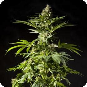 Tropimango Strain - SeedFare Find the Perfect Seed at the Right Price