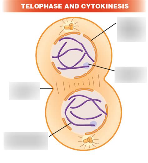 Telophase and Cytokinesis Diagram | Quizlet