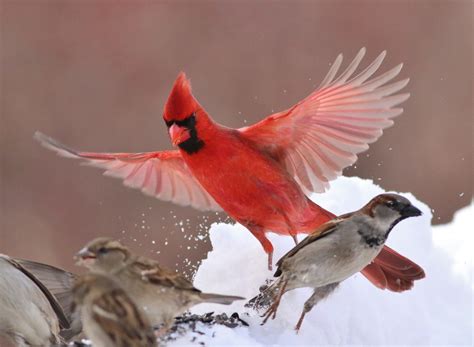 Cardinal Birds in Snow Wallpaper (47+ images)