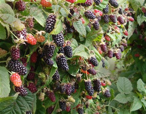 Everything You Ever Wanted to Know About Oregon Marionberries - Bipartisan Cafe