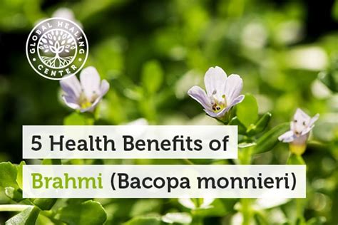 5 Health Benefits of Brahmi