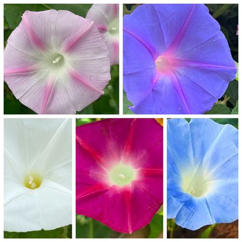 Morning Glory Seeds, 50 Mixed Morning Glories Seeds // Non-gmo, Ipomoea Purpurea - Etsy ...