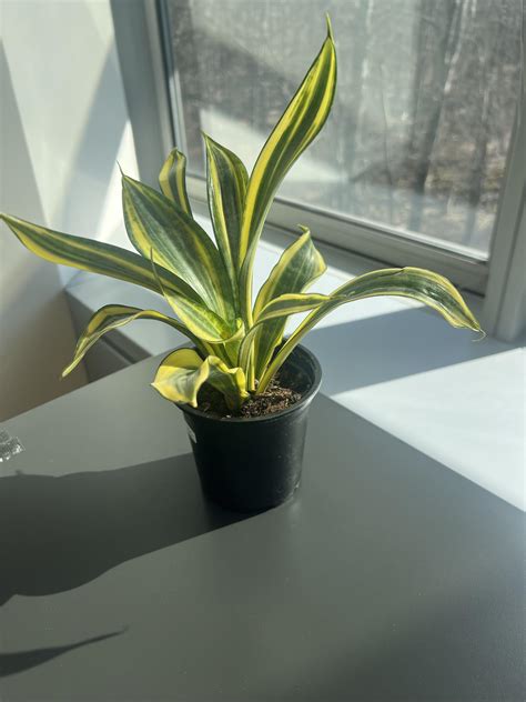 New office plant — labeled as a snake plant but I have my doubts? : r/whatsthisplant