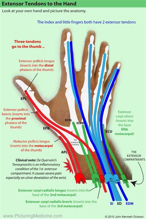 Hand Extensor Tendon Zones