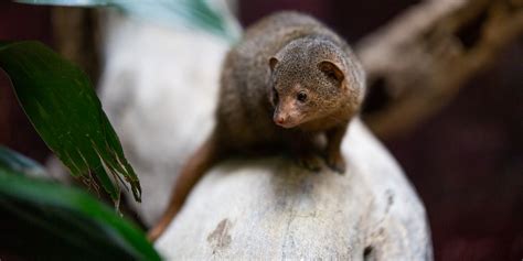 Dwarf mongoose | Smithsonian's National Zoo